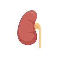 Anatomical kidney icon flat isolated vector