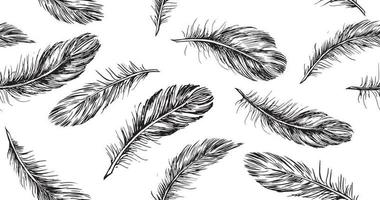 Hand drawn feather on white background vector