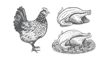 Chicken for Christmas menu. Sketch illustration. vector