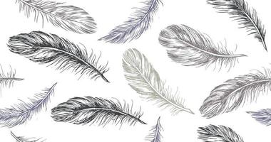 Hand drawn feather on white background vector