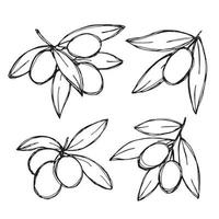 Vector sketch of olive branch. Hand drawn outline clipart set. Eco food illustration