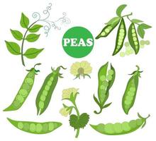 big set of elements from fresh ripe raw pea pods, pea flower, young pod. Vegetarian Food. Vector doodles. Suitable for branded wrapping paper, napkins and packaging of raw, canned, frozen vegetables