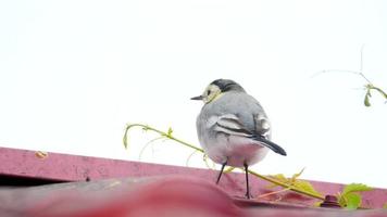 een kleine vogel witte kwikstaart, motacilla alba, lopen op een dak en insecten eten video