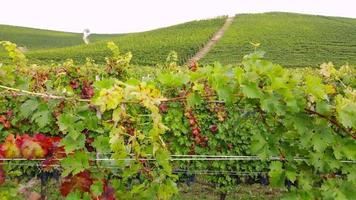 Vineyard with Red Ripe Vine Grapes, or Grapevine in Agriculture Field video