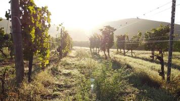 vingård lantbruk odling fält antenn se video