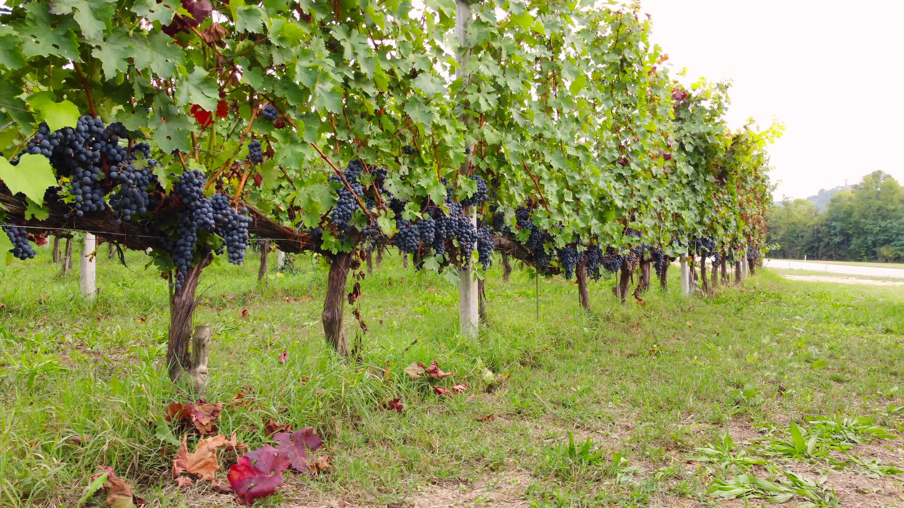 Vineyard with Red Ripe Vine Grapes, or Grapevine in Agriculture Field