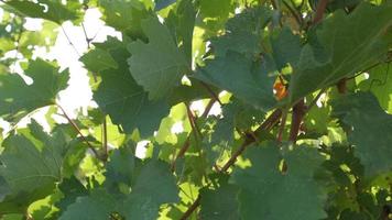 viñedo con uvas rojas maduras, o vid en el campo de la agricultura video