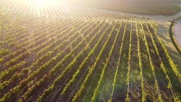 Weinberg Landwirtschaft Anbaufeld Luftbild video