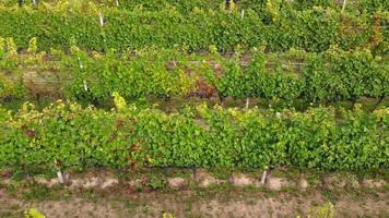 Vineyard Agriculture Cultivation Field aerial view video