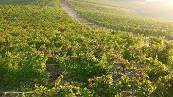 Vineyard Agriculture Cultivation Field aerial view video