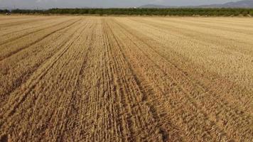 Luftaufnahme des geernteten Weizenlandwirtschaftsfeldes video