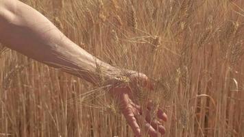 mano de mujer en el campo de la agricultura de trigo dorado a cámara lenta video