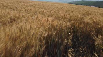 Golden Wheat Agriculture Field aerial view video