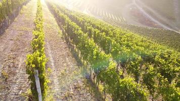 wijngaard landbouw teelt veld- antenne visie video