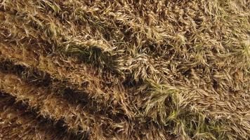campo de agricultura de trigo dourado vista aérea video