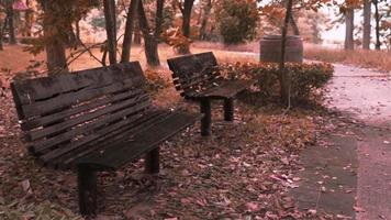 los bancos vacíos en el parque público en la temporada de otoño con viento tranquilo video