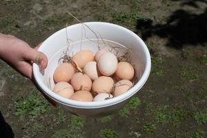 Chicken eggs in tray. Organic food. photo