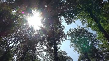 los rayos del sol caen entre los árboles verdes con una hermosa luz. video