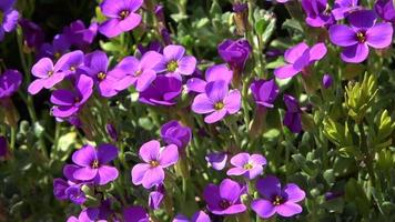 primo piano su un bel viola non ti scordar di me fiori che si muovono lentamente nel vento. video