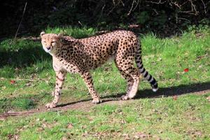 A view of a Cheetah photo