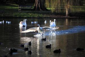 A view of a Mute Swan photo