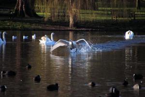 A view of a Mute Swan photo