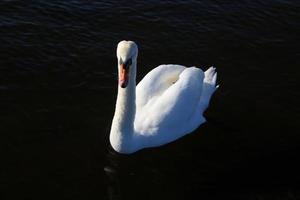 una vista de un cisne mudo foto