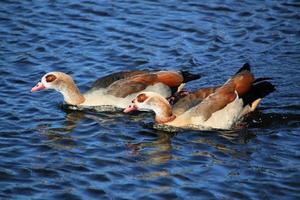 A view of an Egyptian Goose photo