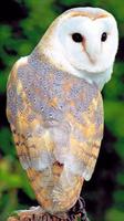 A view of a Barn Owl photo