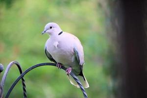 A view of a Dove photo