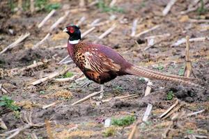 A view of a Pheasant photo