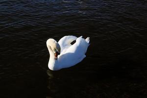 A view of a Mute Swan photo