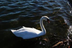 A view of a Mute Swan photo