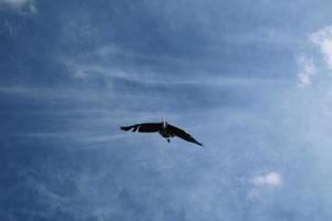 A view of a Grey Heron photo