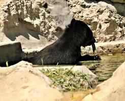 A view of a Bear photo