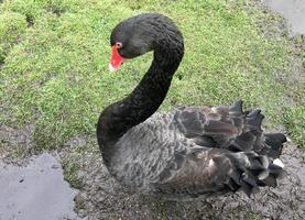 una vista de un cisne negro foto