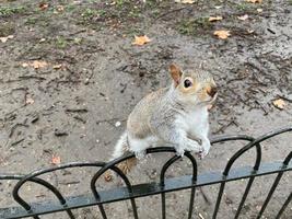 A view of a Grey squirrel photo