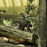 A view of a Jaguar photo