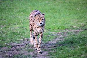 A view of a Cheetah photo