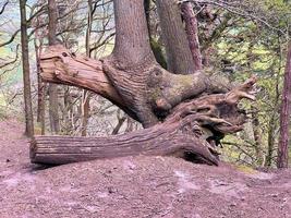 una vista de la campiña de cheshire en peckforton foto