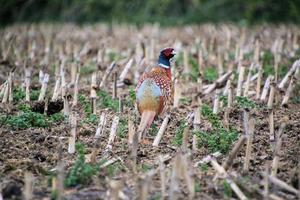 A view of a Pheasant photo