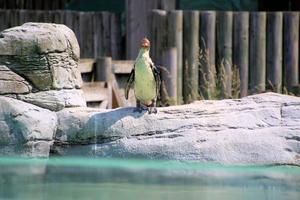 A view of a Penguin photo