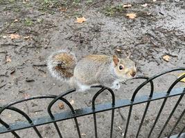 A view of a Grey squirrel photo