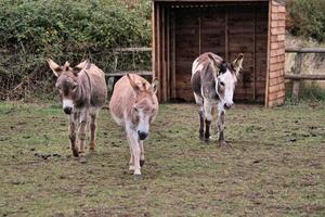 una vista de un burro foto