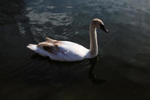 A view of a Mute Swan photo