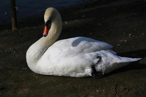 A view of a Mute Swan photo