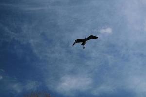 A view of a Grey Heron photo