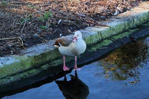 A view of an Egyptian Goose photo