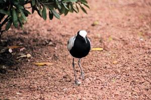 A view of a Bird in a tree photo