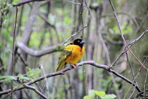 A view of a Weaver Bird photo